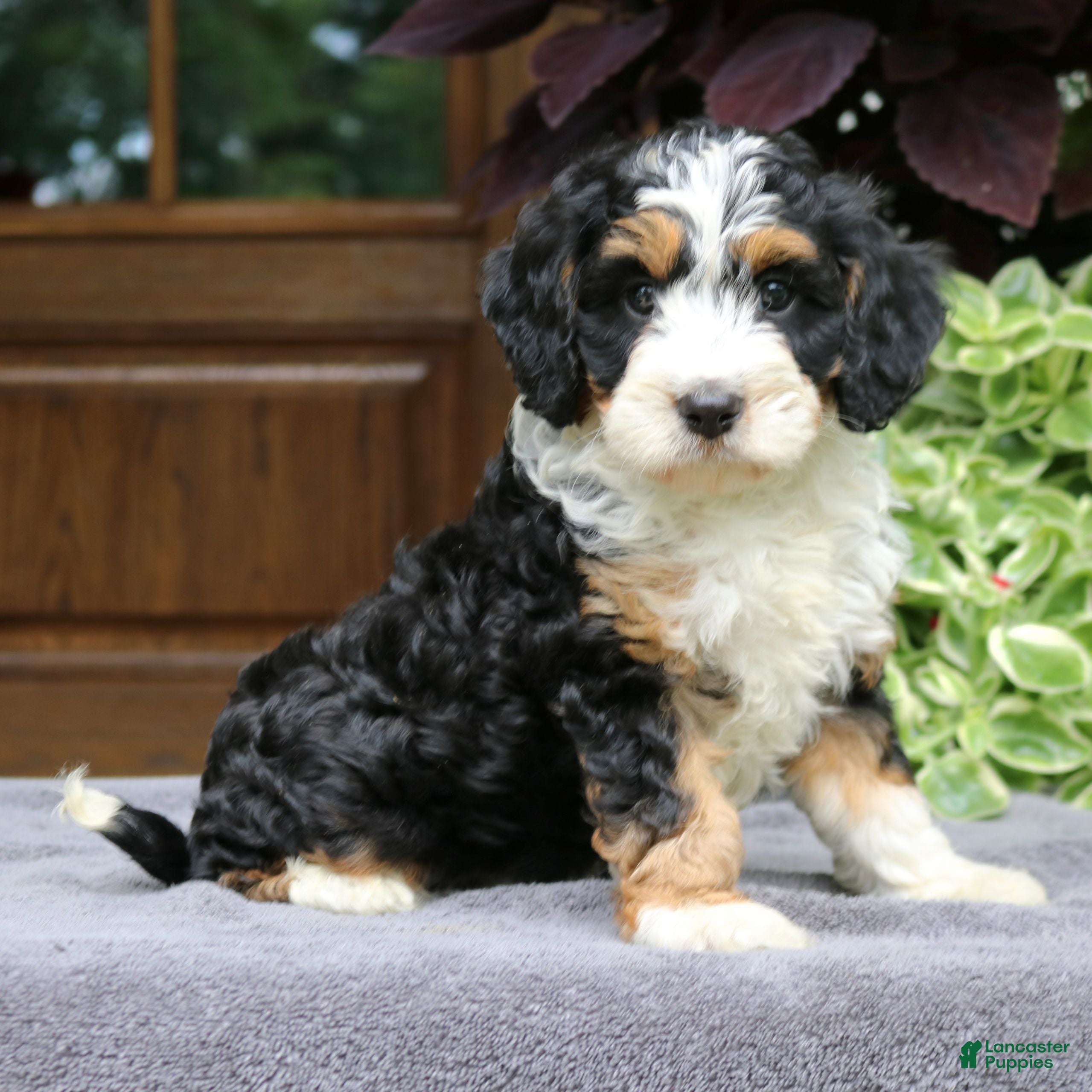 Cavapoo dogs Cash  - Ad 1