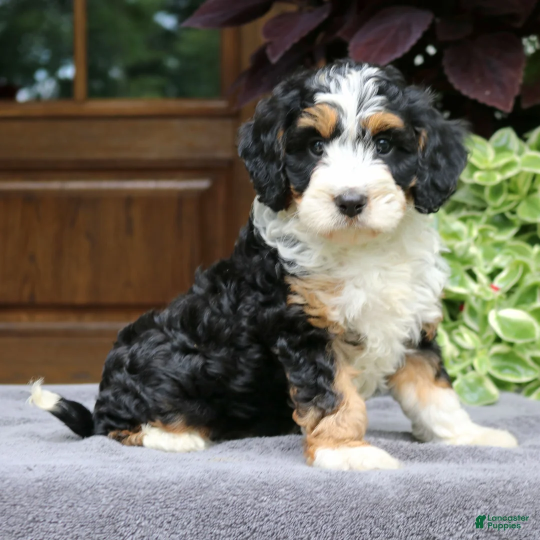 Cavapoo dogs for sale: Cash  - Ad 1
