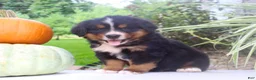 Bernese Mountain Dog dogs for sale: Chad - Ad 2