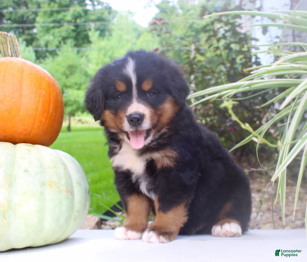 Bernese Mountain Dog dogs for sale: Chad - Ad 2