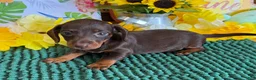 Miniature Dachshund dogs for sale: Twix Girl - Ad 3
