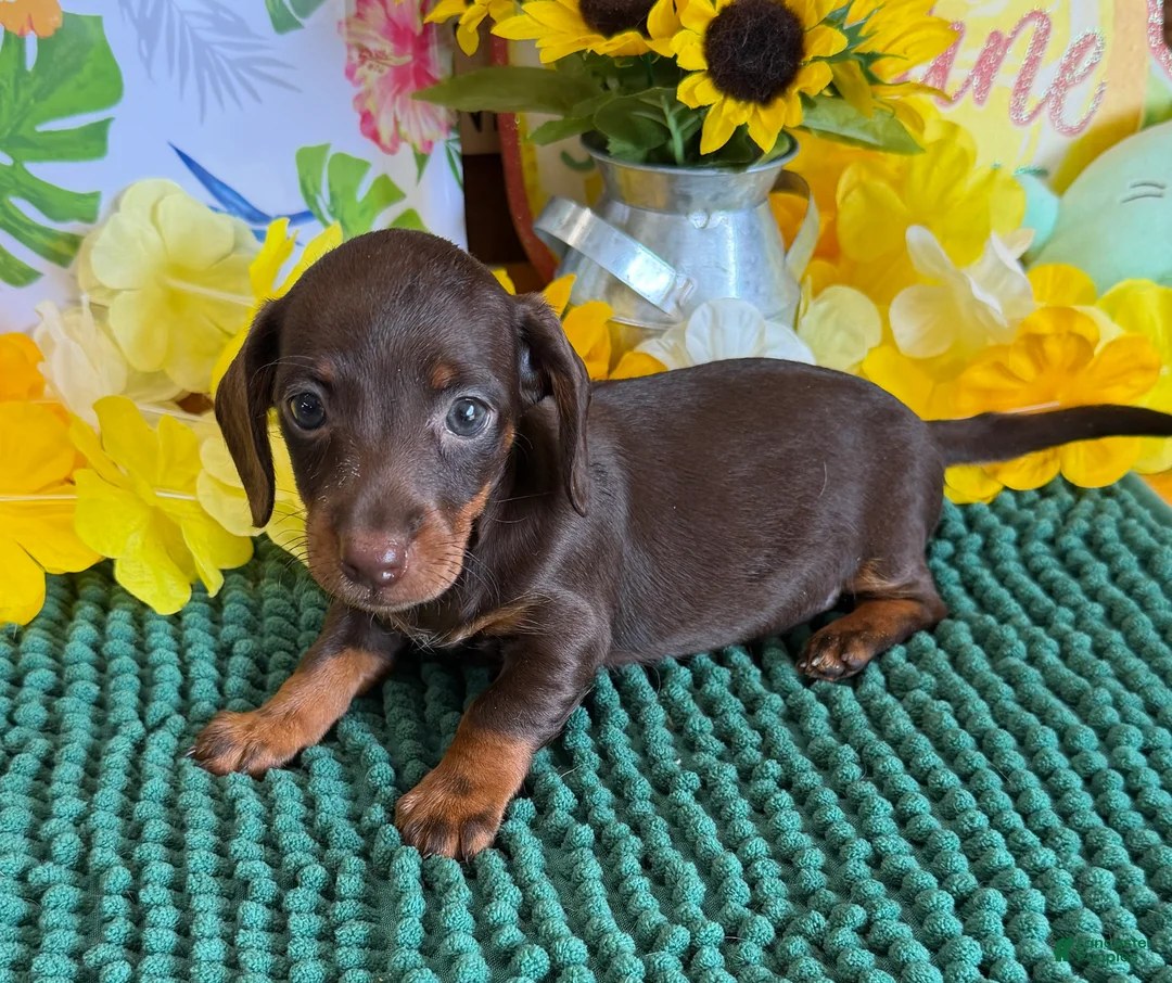 Miniature Dachshund dogs for sale: Twix Girl - Ad 3