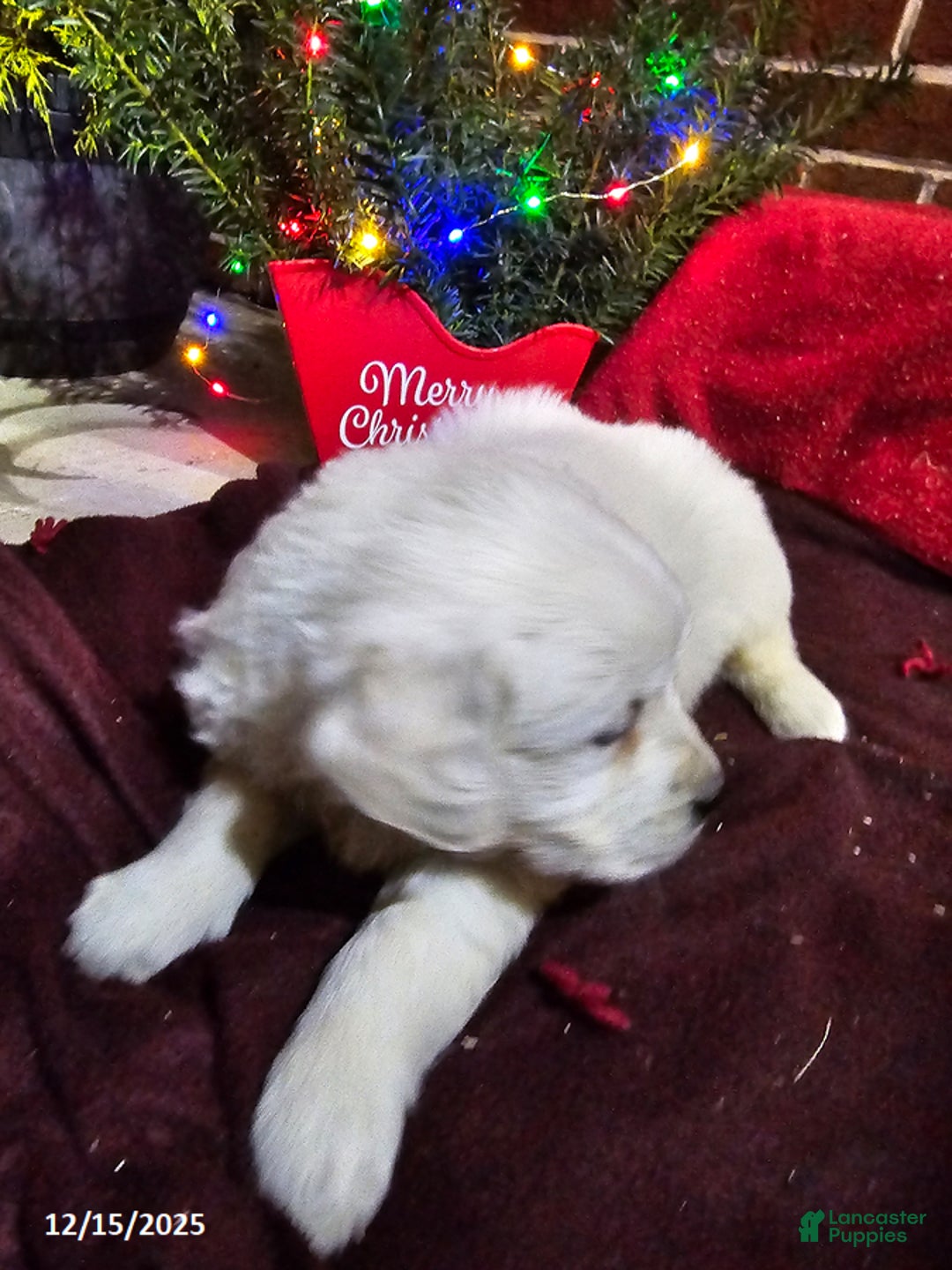 Golden Retriever dogs for sale: Kaleb - Ad 3