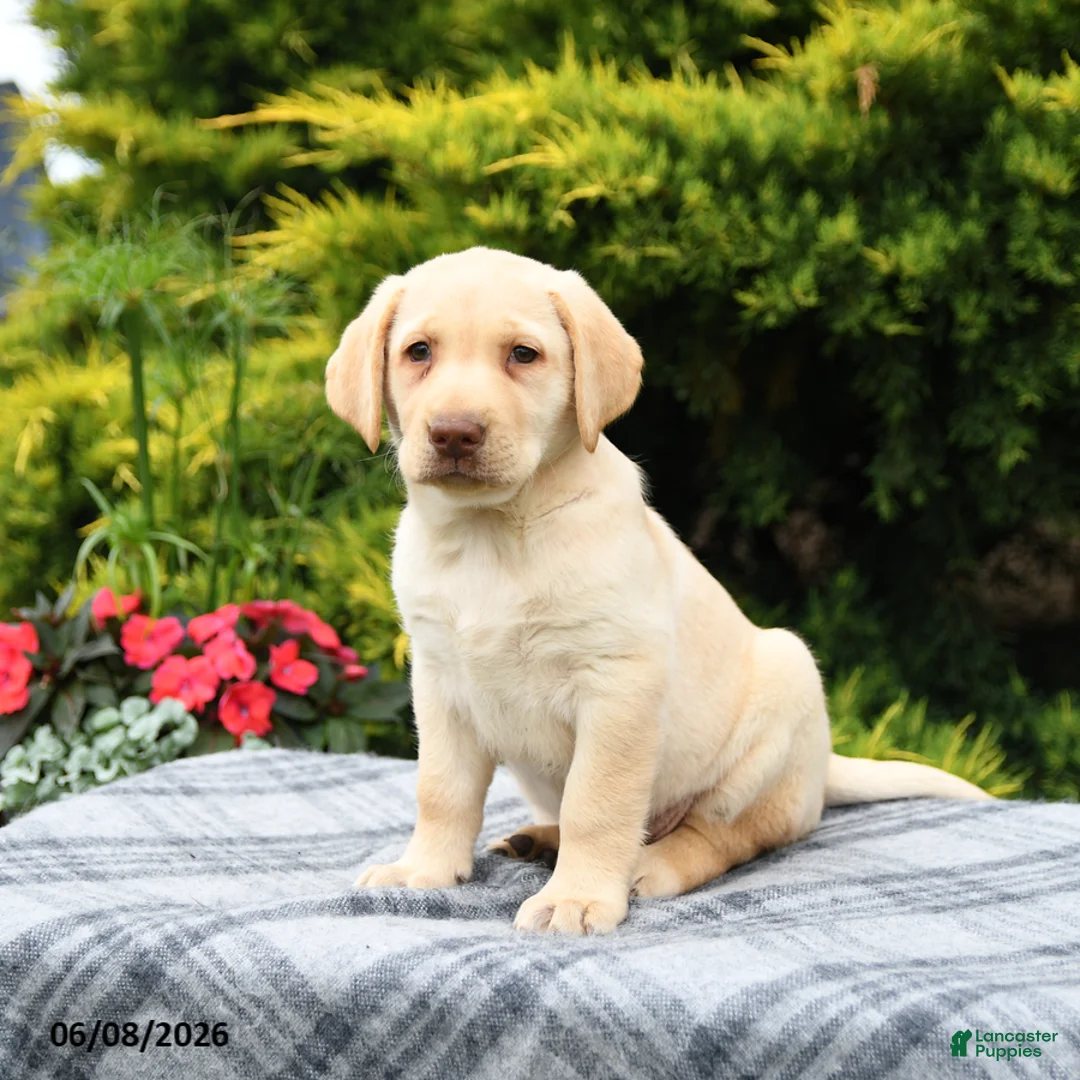 Labrador Retriever dogs for sale: Alexa - Ad 2