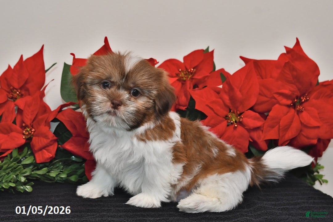 Shih Tzu dogs for sale: Rascal - Ad 2