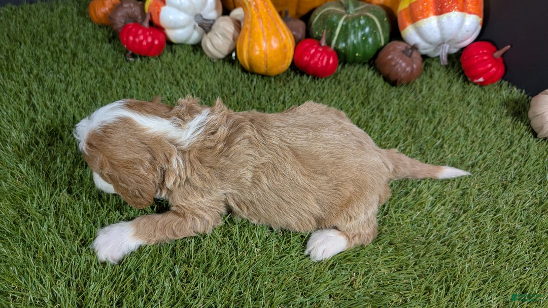 Cavapoo dogs for sale: Cavapoo Puppy 4 - Ad 4