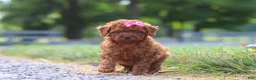Cavapoo dogs for sale: Poppy - Ad 3