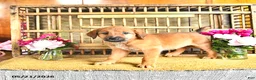Golden Shepherd dogs for sale: Roxy - Ad 7