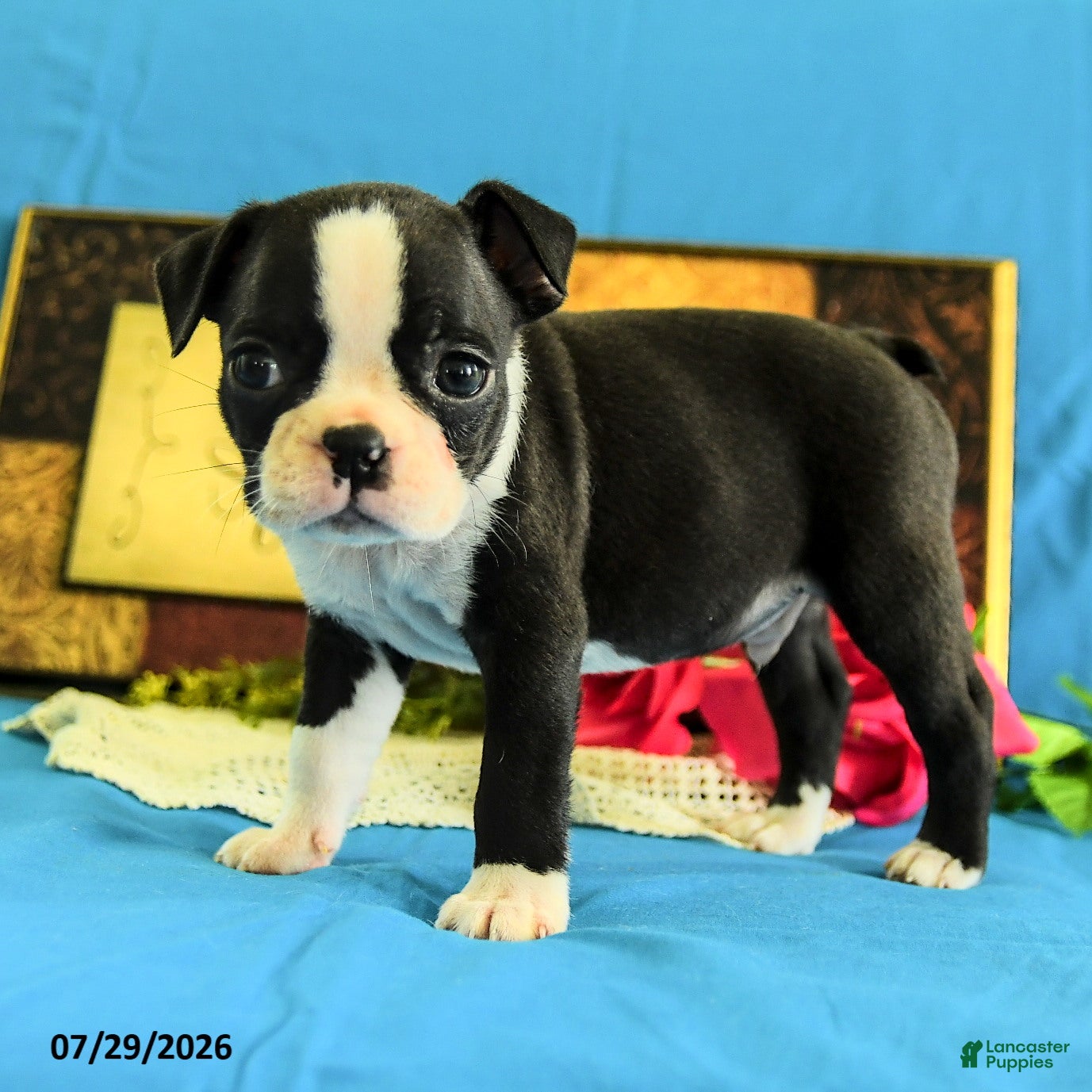 Boston Terrier dogs Zares - Ad 1