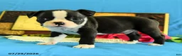 Boston Terrier dogs for sale: Zares - Ad 1
