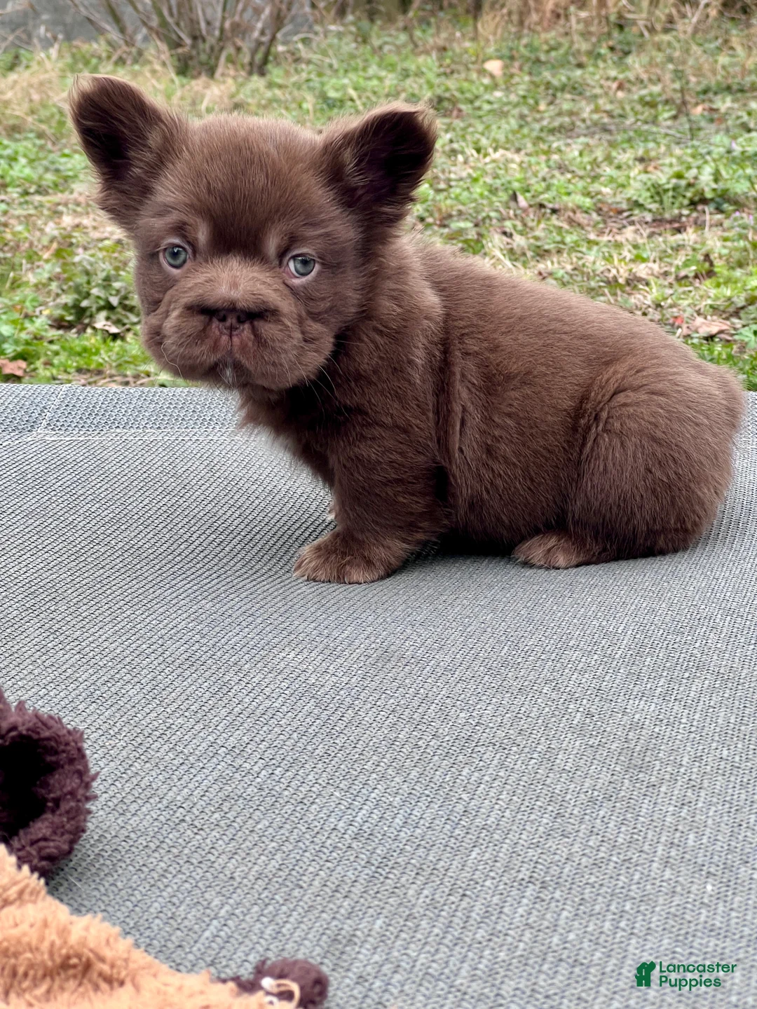 French Bulldog dogs for sale: Hershey Big Rope Fluffy - Ad 2