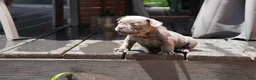 French Bulldog dogs for sale: Bentley Blue - Ad 12
