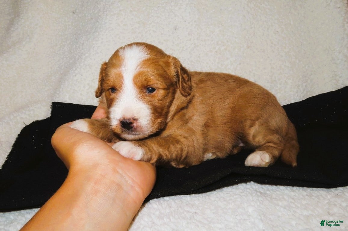 Mini Goldendoodle dogs Jasper - Ad 1
