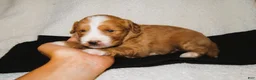 Mini Goldendoodle dogs for sale: Jasper - Ad 1