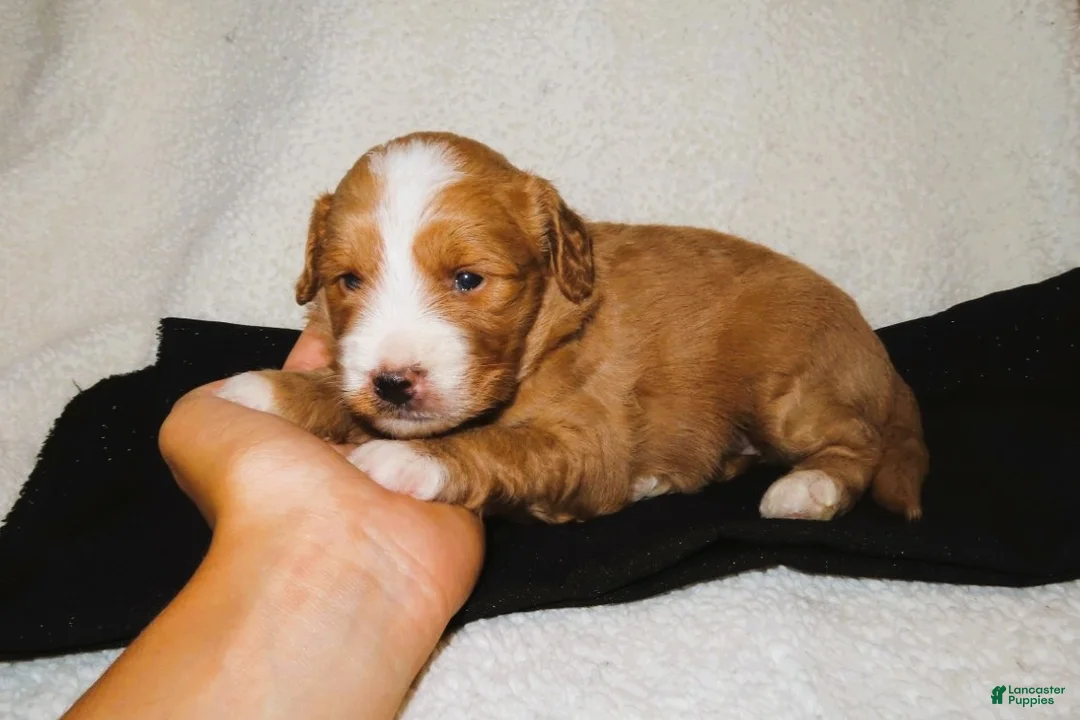 Mini Goldendoodle dogs for sale: Jasper - Ad 1