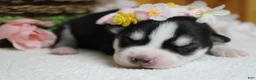 Siberian Husky dogs for sale: Sasha  - Ad 9