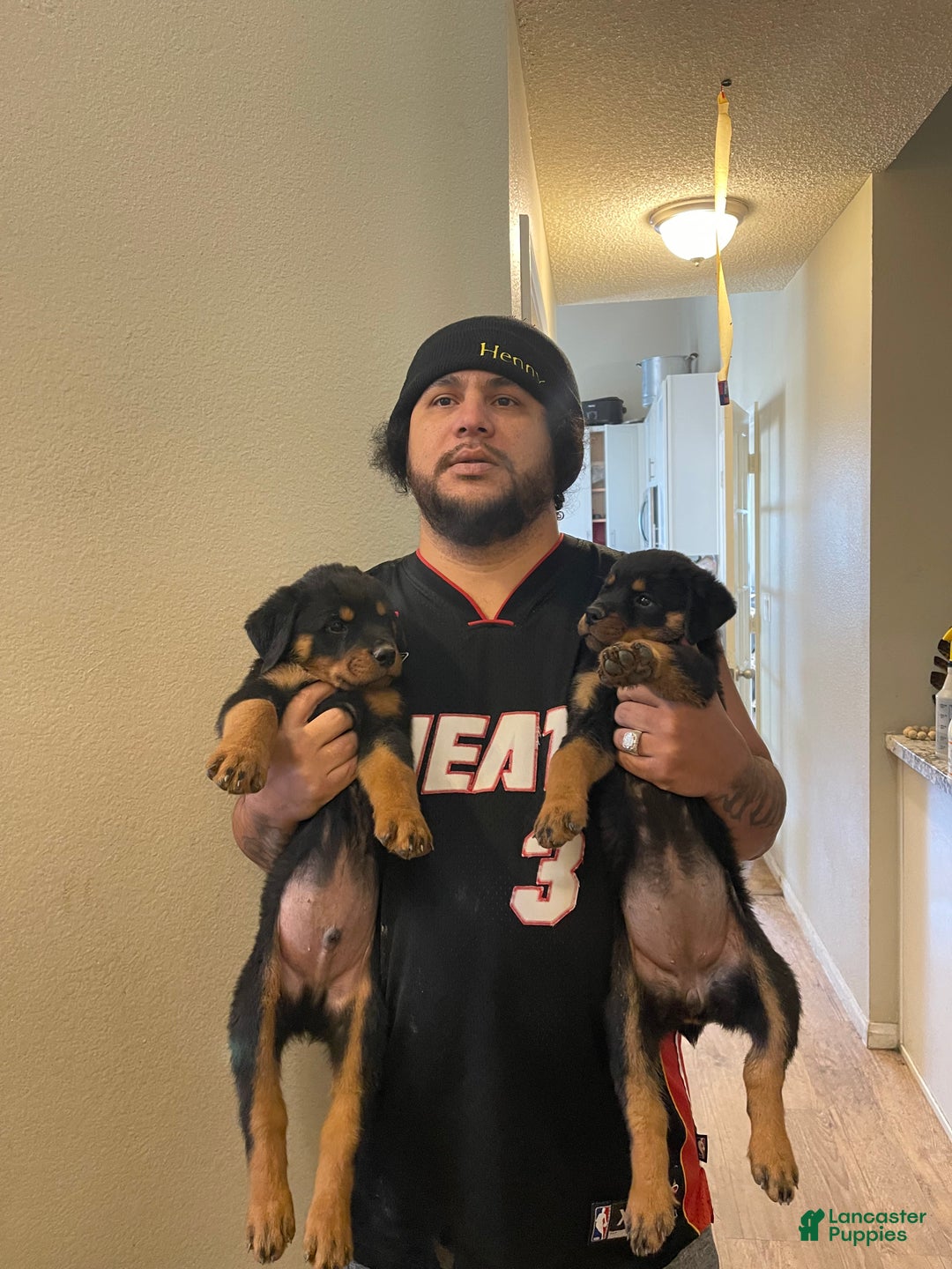 Rottweiler dogs for sale: 2nd Pick Male - Ad 4