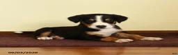 Greater Swiss Mountain Dog dogs for sale: Austin - Ad 3