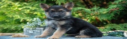 German Shepherd dogs for sale: Lydia - Ad 3