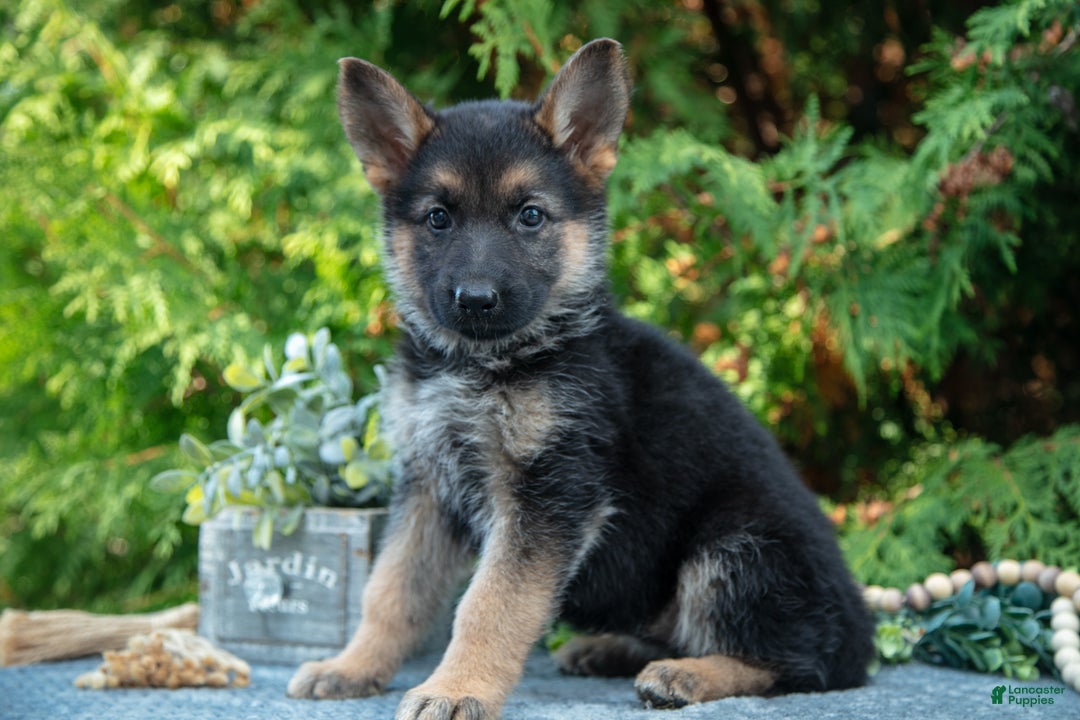 German Shepherd dogs for sale: Lydia - Ad 3