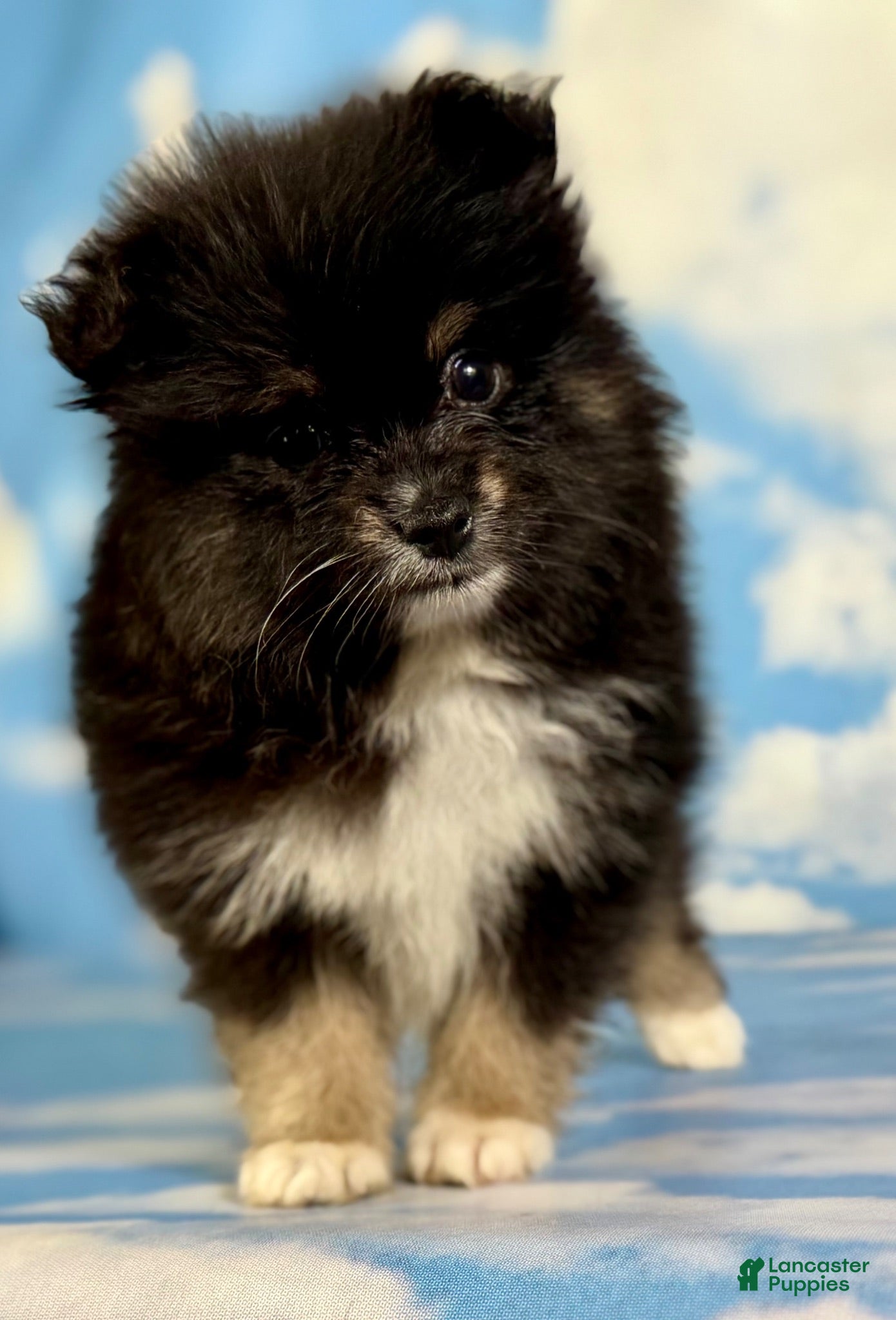 Pomeranian dogs Tilly - Ad 1
