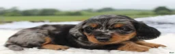 Miniature Dachshund dogs for sale: Miniature Dachshund 1 - Ad 2