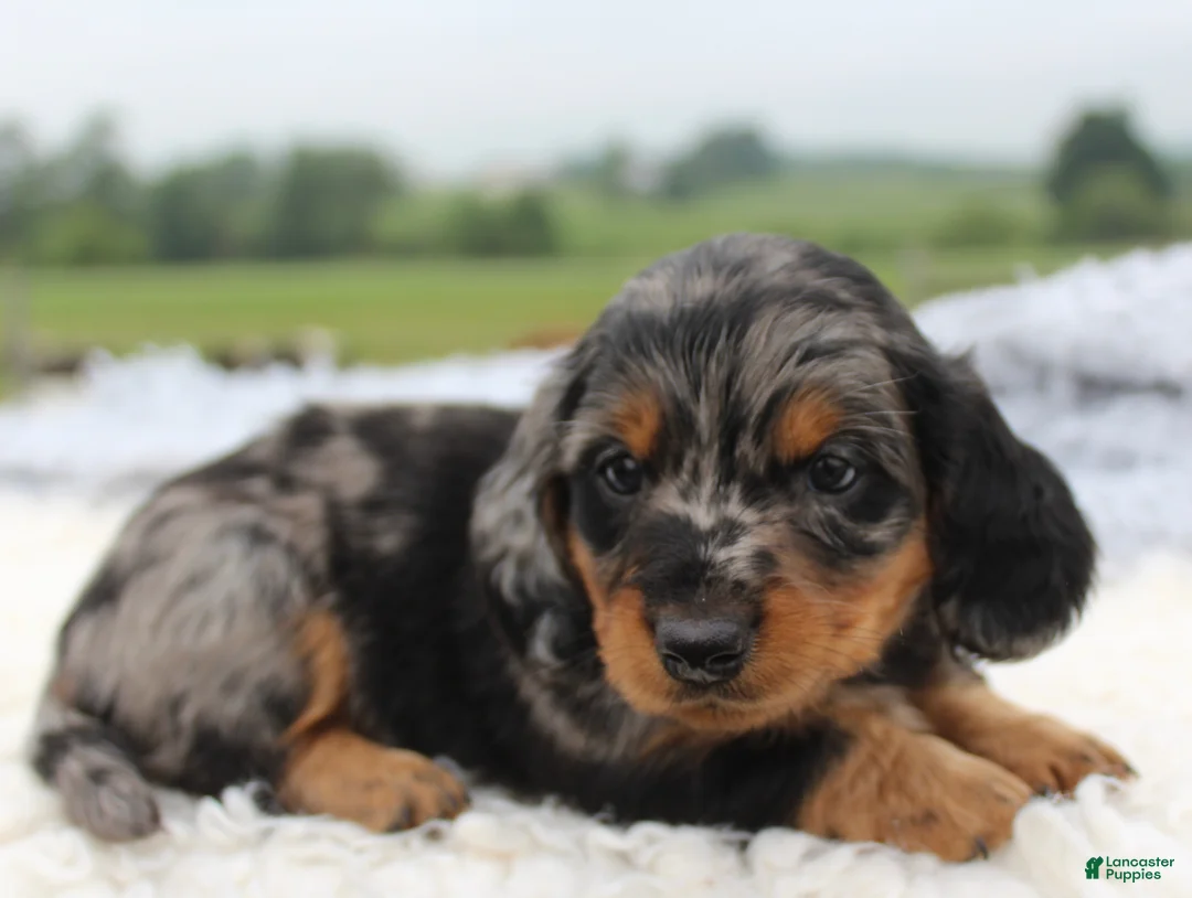 Miniature Dachshund dogs for sale: Miniature Dachshund 1 - Ad 2