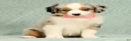 Miniature Australian Shepherd dogs for sale: Missy - Ad 7