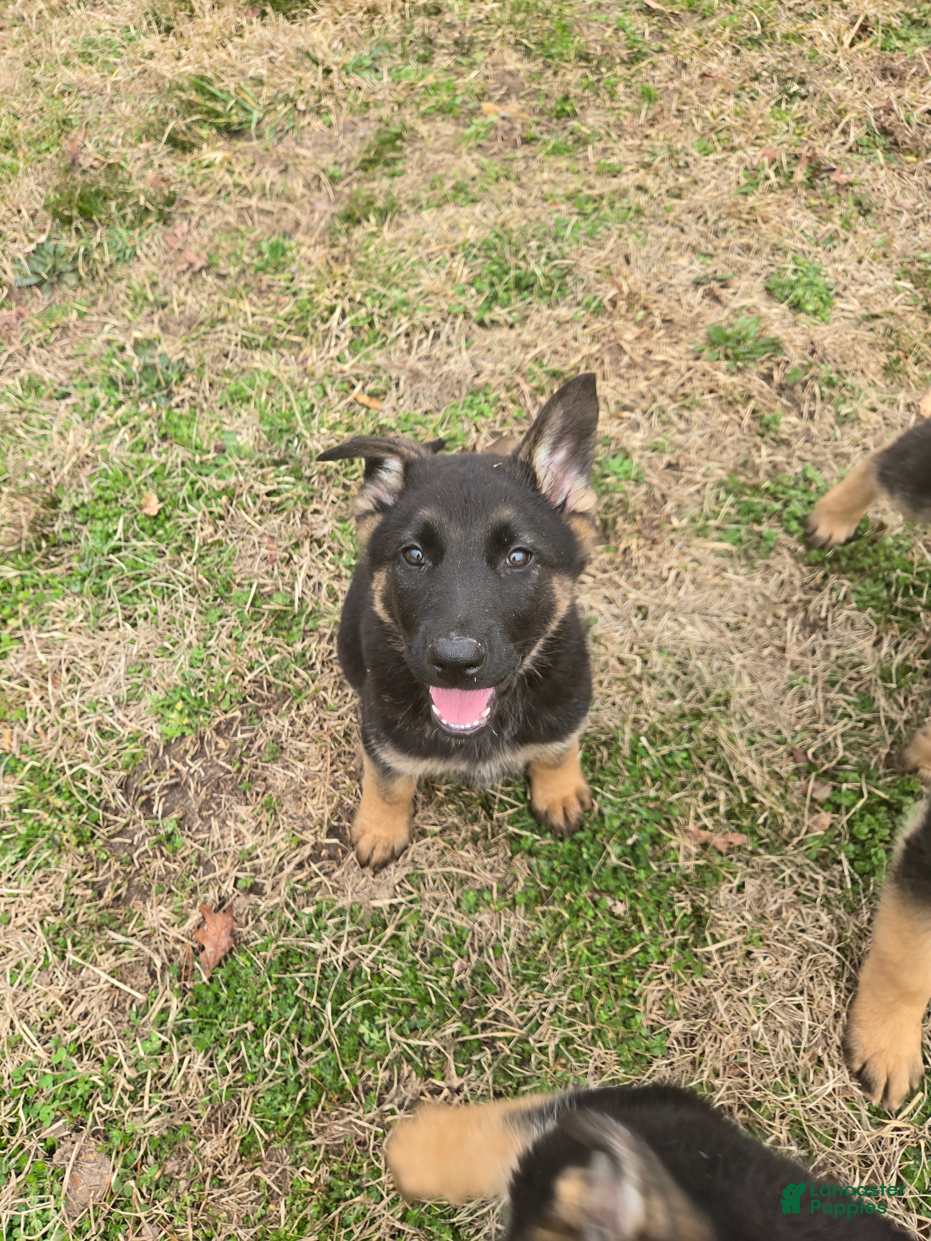 German Shepherd dogs German Shepherd Puppy 5 - Ad 38