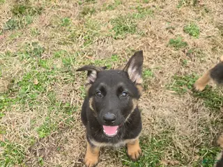 German Shepherd dogs German Shepherd Puppy 5 - Ad 38