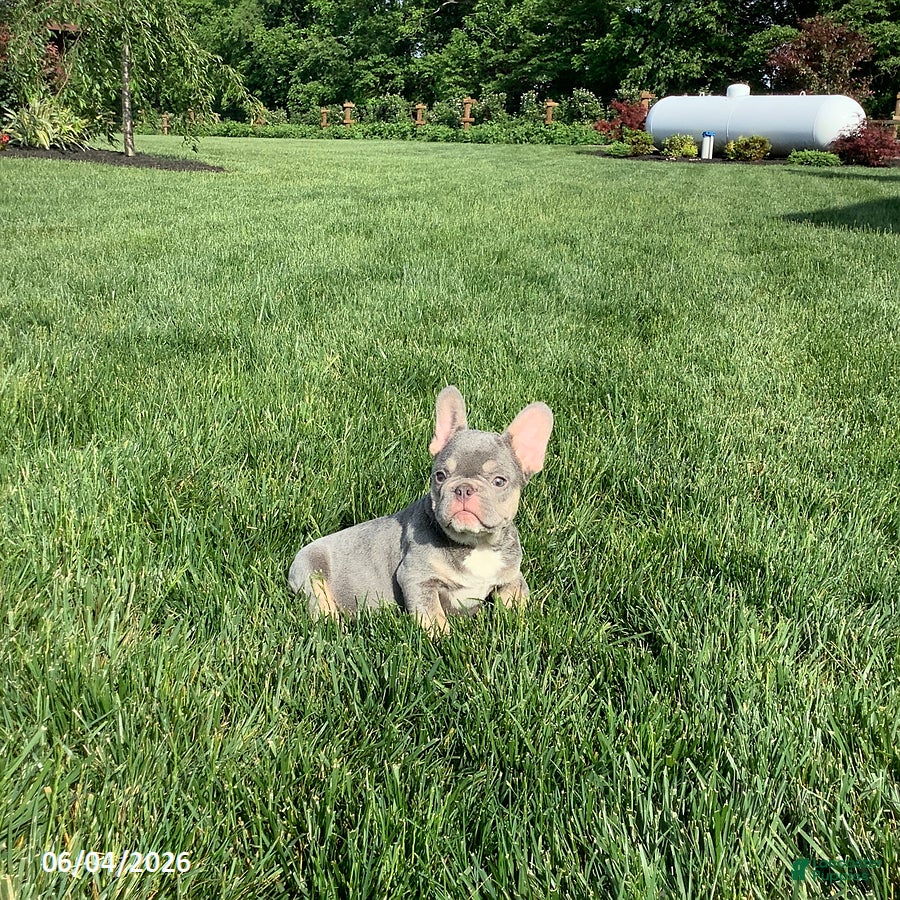 French Bulldog dogs for sale: Captain - Ad 5
