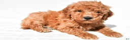 Mini Goldendoodle dogs for sale: Buster  - Ad 4