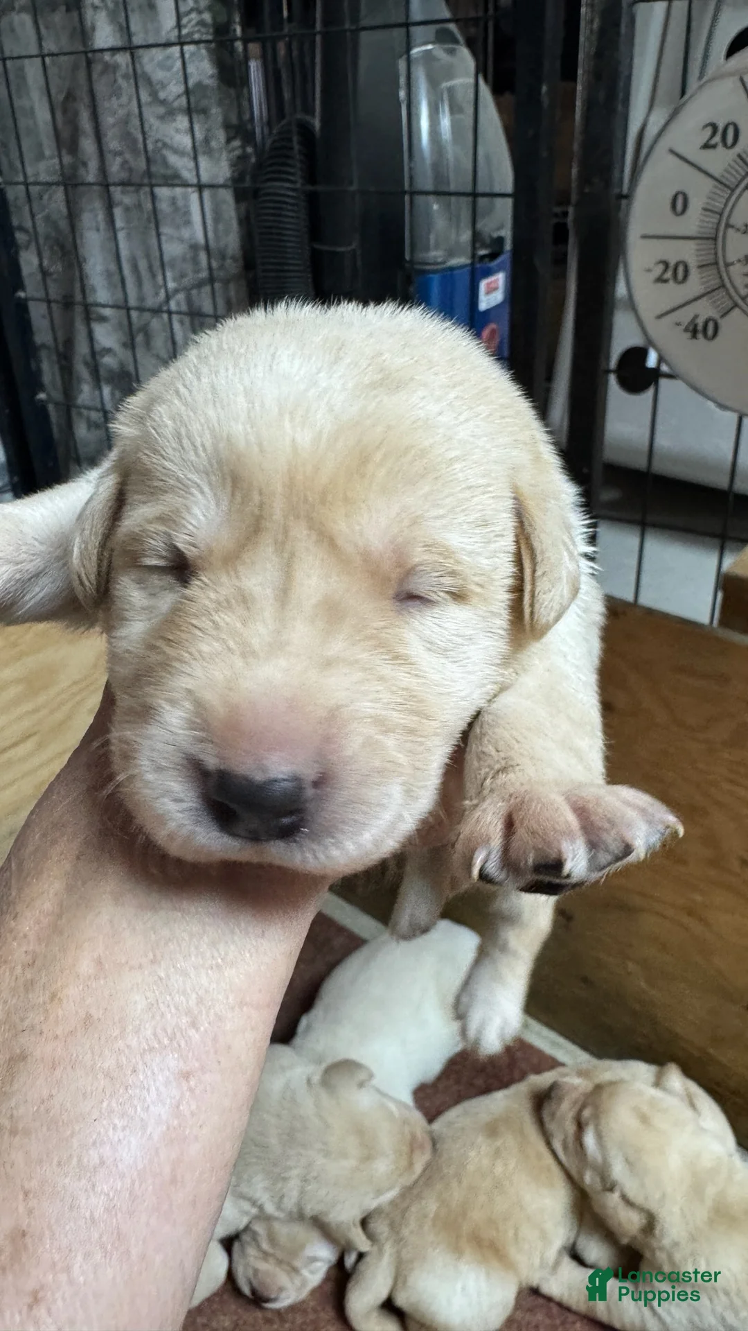 Labrador Retriever dogs for sale: Labrador Retriever 4 - Ad 1