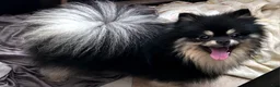 Pomeranian dogs for sale: Barney - Ad 3