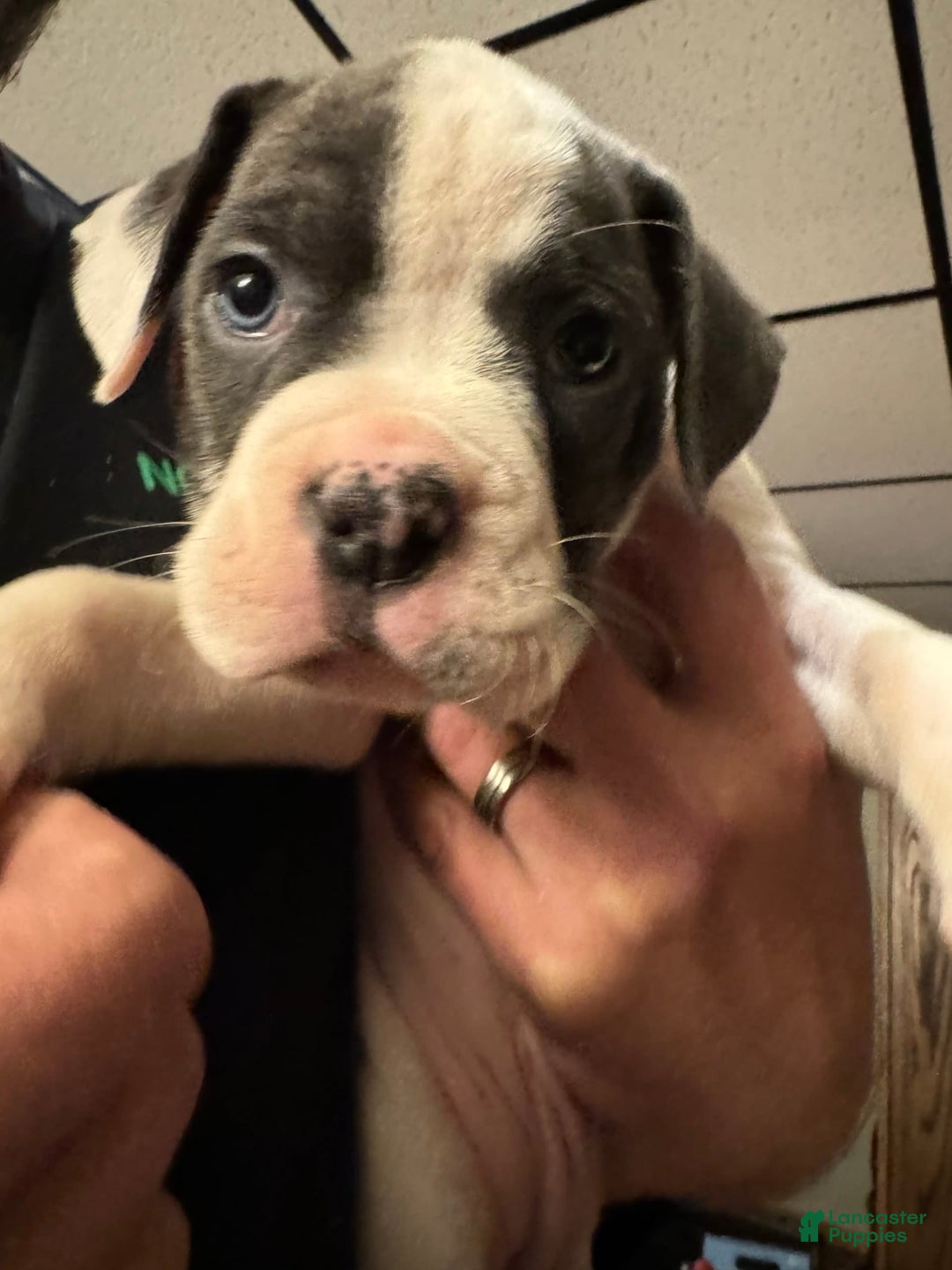 Gallery Image {{count}}