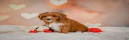 Cavapoo dogs for sale: Claire - Ad 4