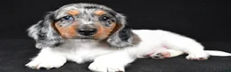 Miniature Dachshund dogs for sale: Lukas - Ad 4