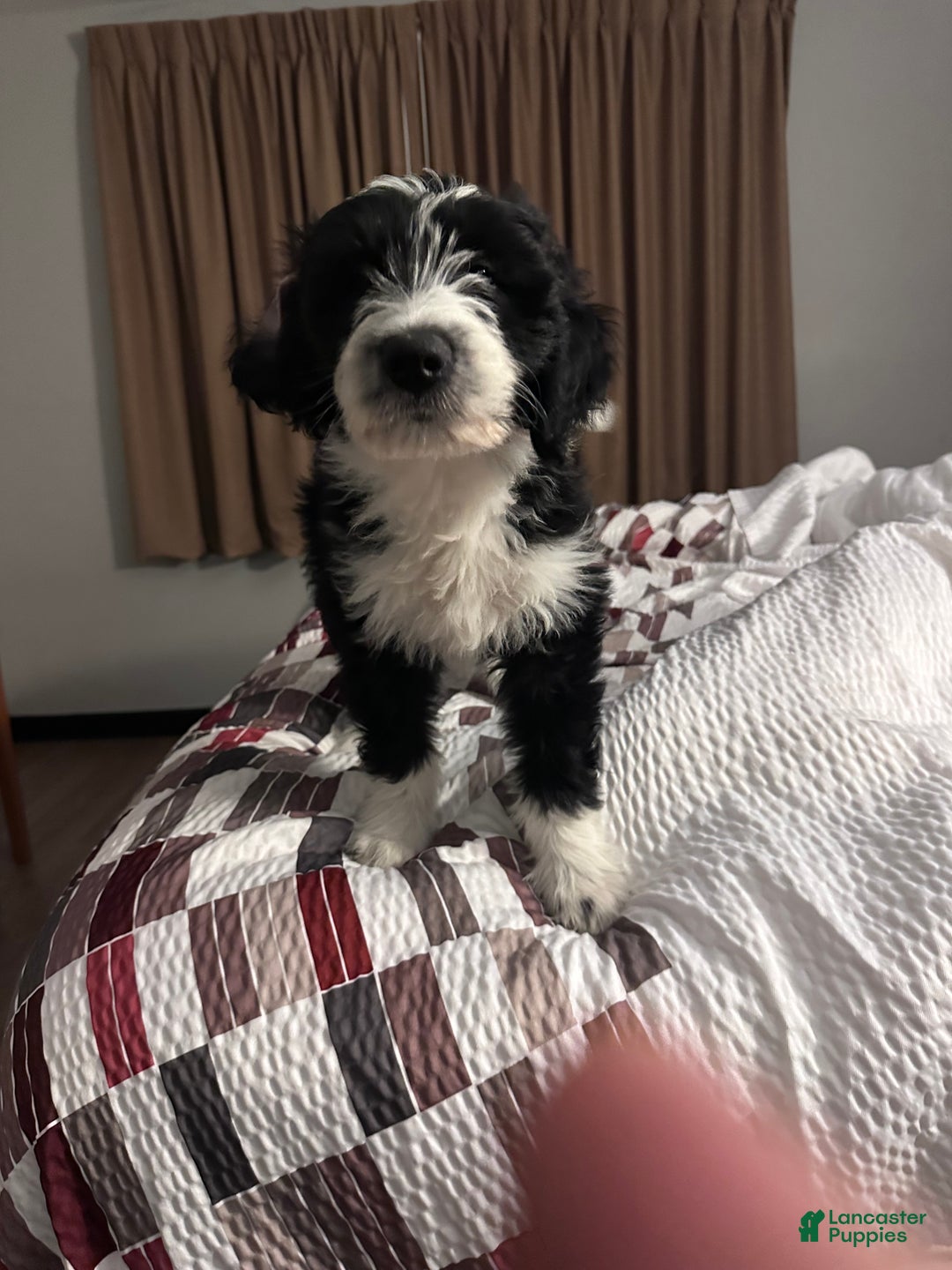 Aussiedoodle dogs for sale: Big Boy - Ad 1