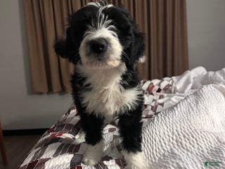 Aussiedoodle dogs Aussiedoodle Puppy 1 - Ad 42