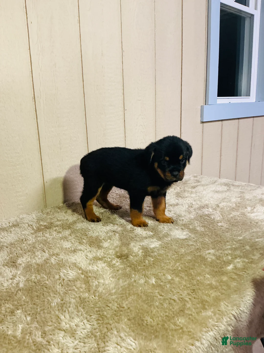 Rottweiler dogs for sale: Rottweiler 2 - Ad 24