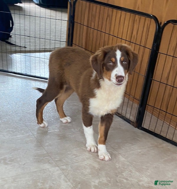 Australian Shepherd dogs Sparky - Ad 1