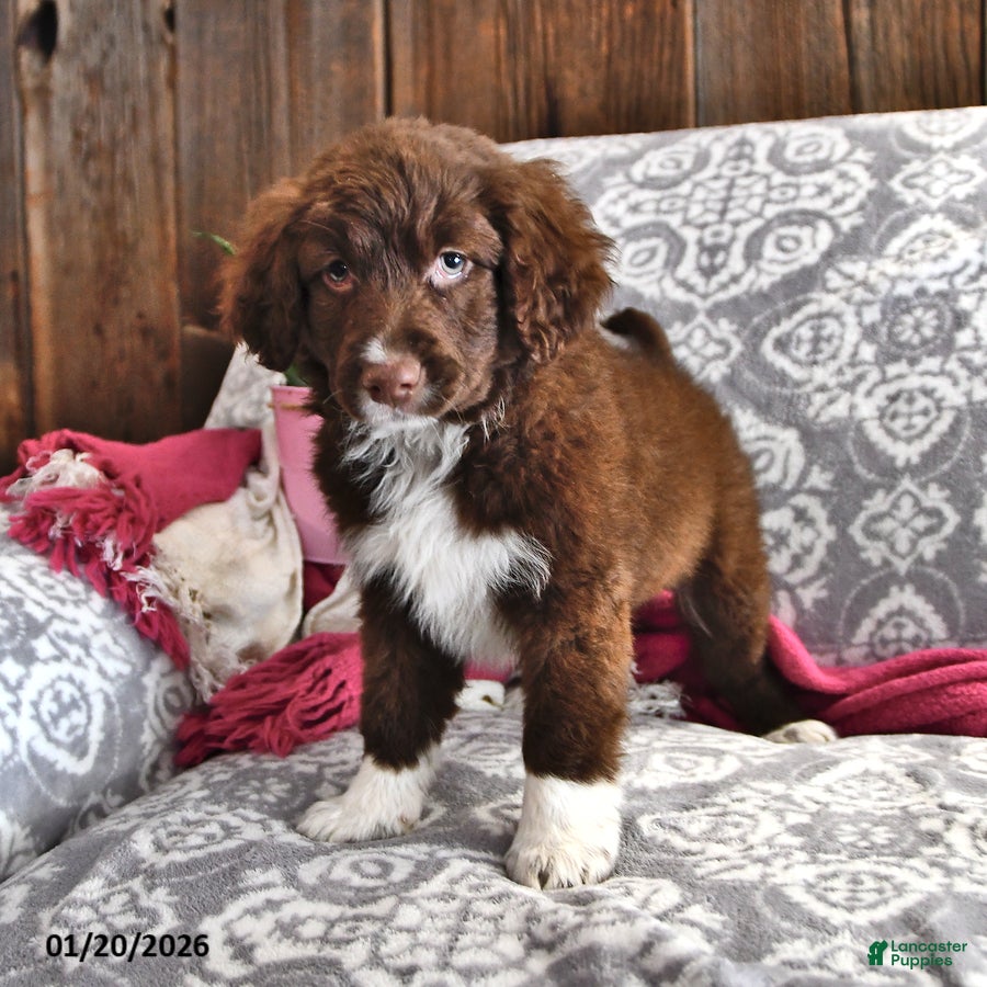 Portuguese Water Dog dogs Dusky - Ad 6