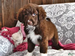 Portuguese Water Dog dogs Dusky - Ad 3