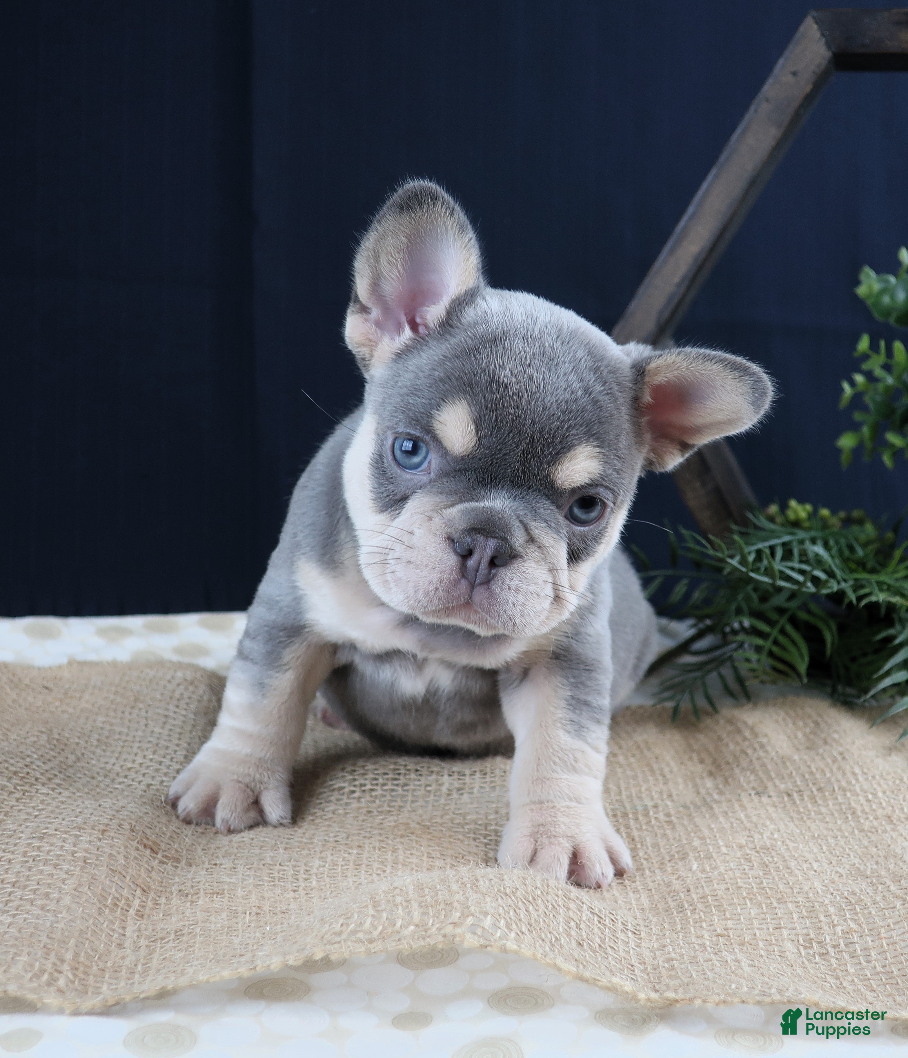 French Bulldog dogs Macy - Ad 2