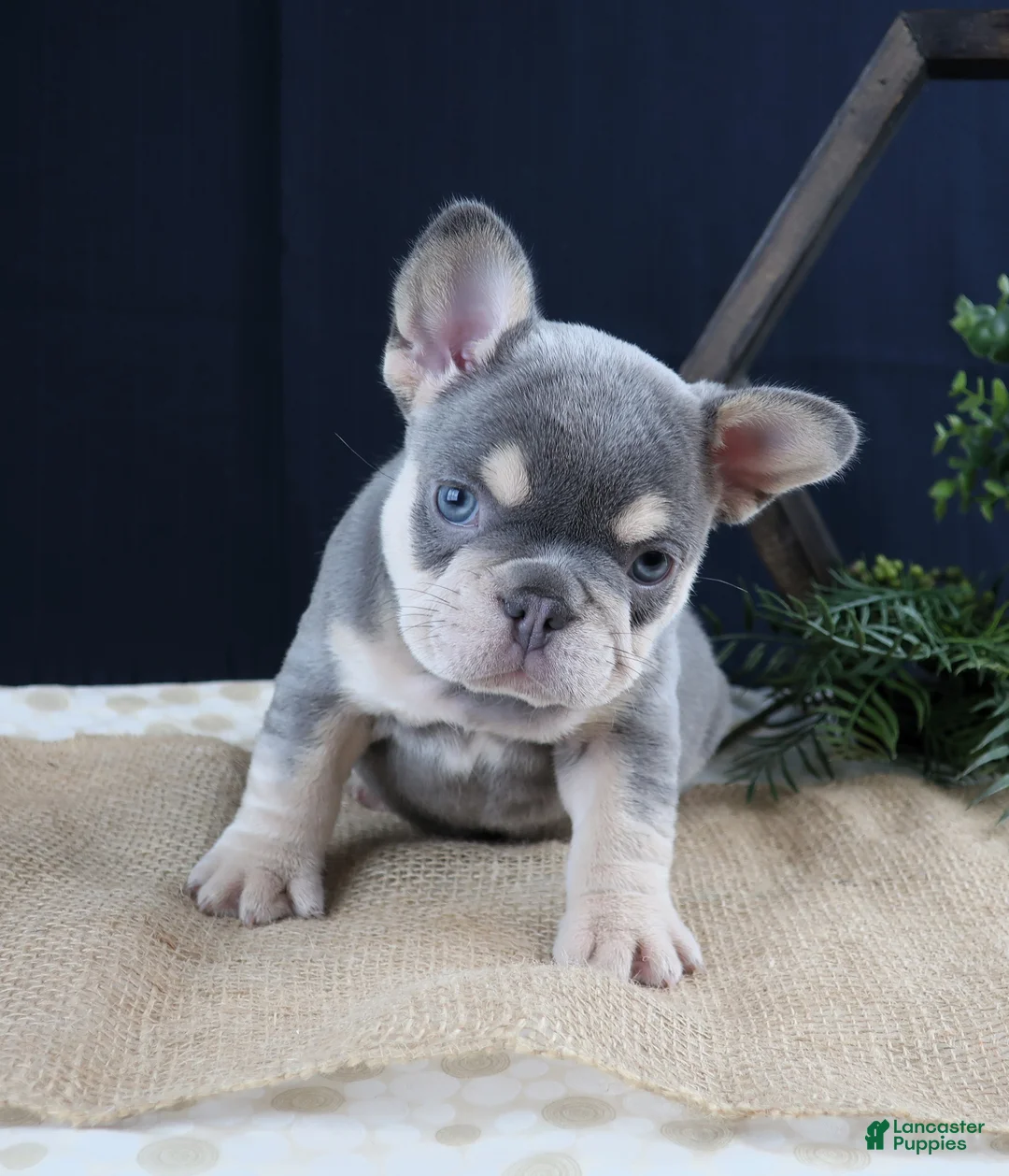 French Bulldog dogs for sale: Macy - Ad 2