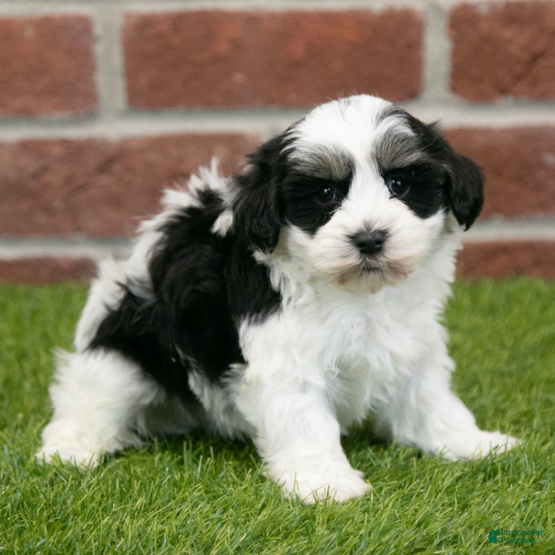 Havapoo dogs for sale: Leo - Ad 7