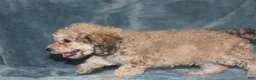 Miniature Poodle dogs for sale: Sadie - Ad 3