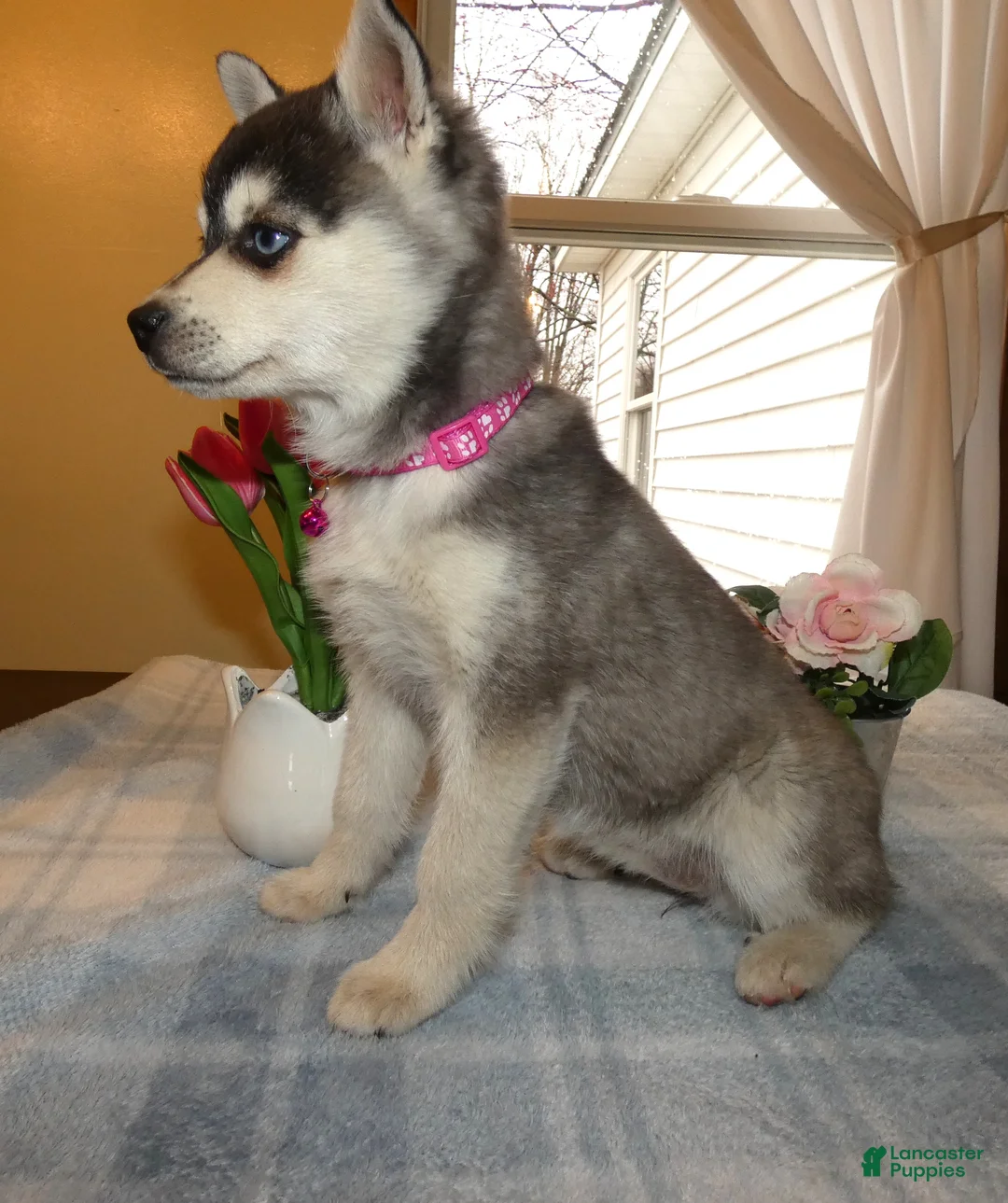 Alaskan Klee Kai dogs for sale: Alaskan Klee Kai Puppy 2 Cypress - Ad 2