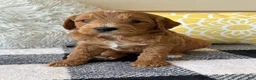 Mini Goldendoodle dogs for sale: Mini Goldendoodle “Benji” - Ad 6