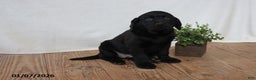 Labrador Retriever dogs for sale: Patsy - Ad 4